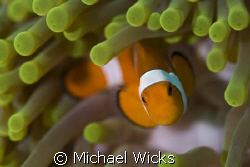 Clown Fish Anemone by Michael Wicks 